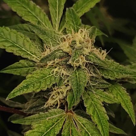 Lambeijax #Santa Maria