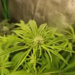 Lambeijax #Santa Maria