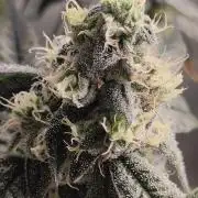 Grape Pie