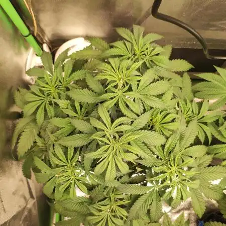 Legendary OG Punch