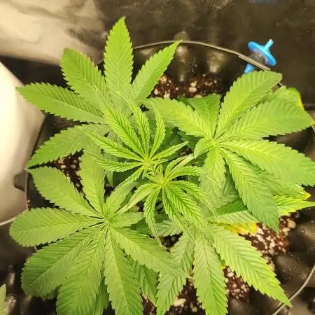 Gelato 41 #3