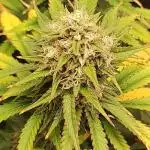 Legendary OG Punch