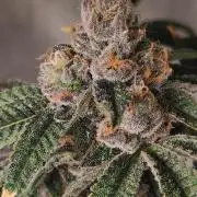 Mimosa