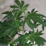 Mimosa #1