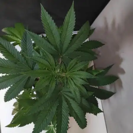 Gelato 41 #3