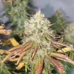 Legendary OG Punch