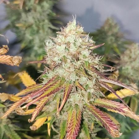 Legendary OG Punch