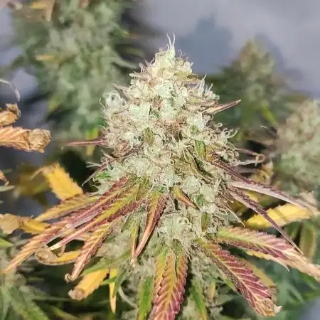 Legendary OG Punch