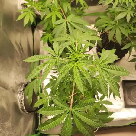Radical Juice #1