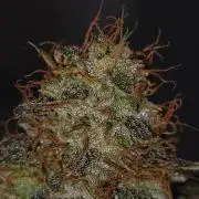 Sherbet