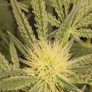 White Widow x Freakshow