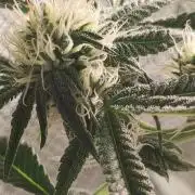 Mimosa #1