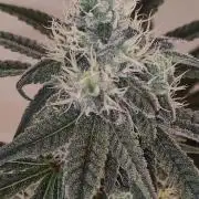 Garlotti #1