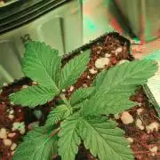Grape Pie