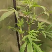 Strawberry Cough