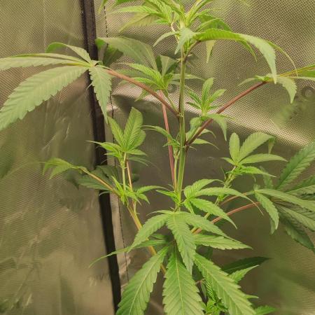 Strawberry Cough