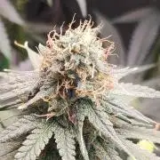 Sherbet