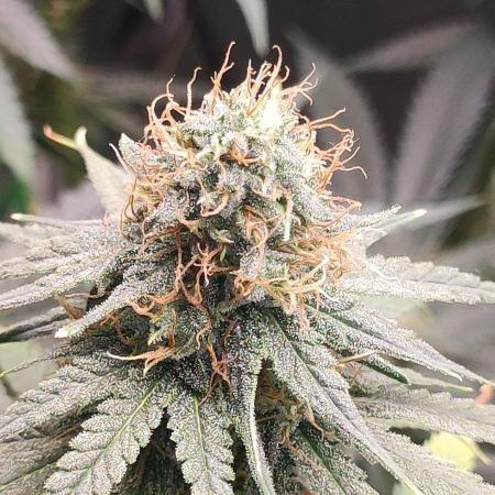 Sherbet