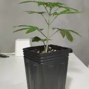 Garlotti #1
