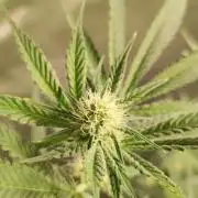 Grape Pie