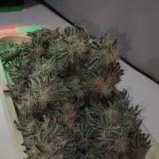 White Widow x Freakshow