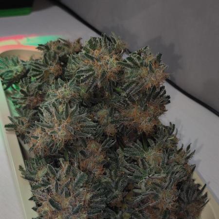 White Widow x Freakshow