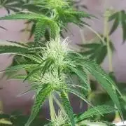 Grateful End OG