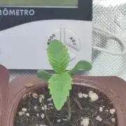 Gorilla Candy