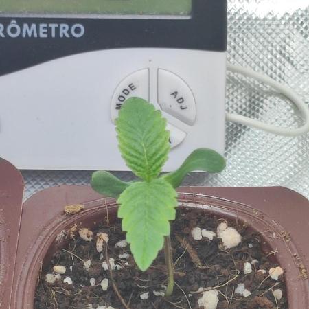 Gorilla Candy