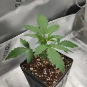 Grateful End OG