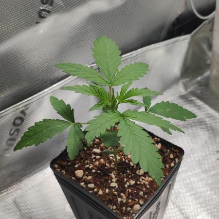 Grateful End OG