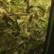 Grateful End OG