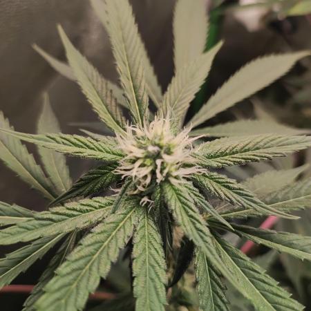 Radical Juice #1