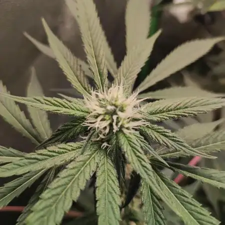 Radical Juice #1