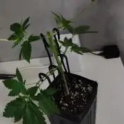 Special Queen #1