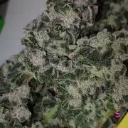 Garlotti