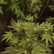 White Widow x Freakshow