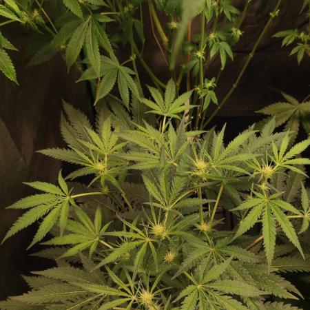 White Widow x Freakshow