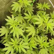 Grape Pie 🍇 *Clone/1