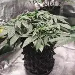 Power Plant