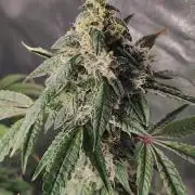 Lambeijax #Santa Maria