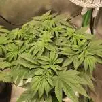 Pineapple Express