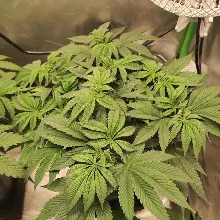 Pineapple Express