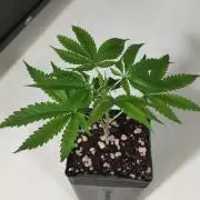 Mimosa #1