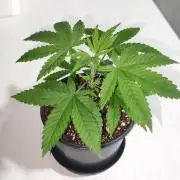 Peach Buddha CBD 🍑