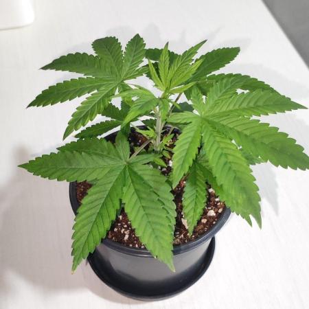 Peach Buddha CBD 🍑