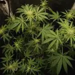 Tutti-Frutti  #Santa Maria