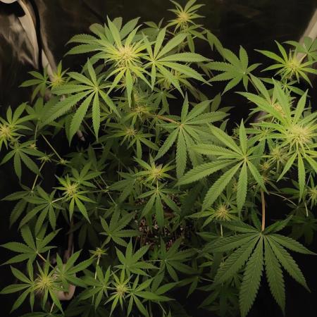 Tutti-Frutti  #Santa Maria