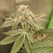 Grape Pie #1