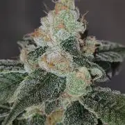 Strawberry Cough